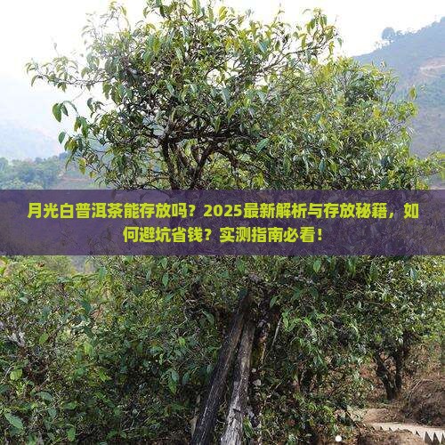 月光白普洱茶能存放吗
