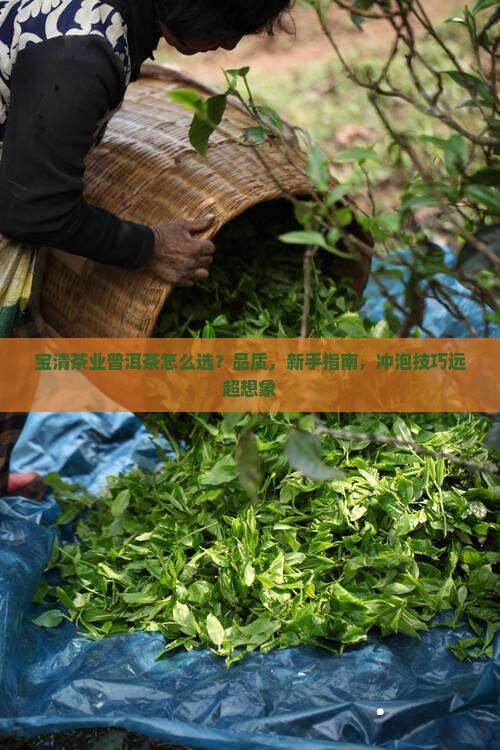 宝清茶业普洱茶