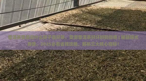 普洱茶受潮后什么样子是好茶