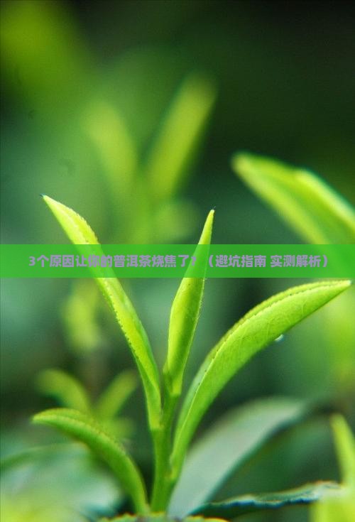 普洱茶烧焦怎么回事