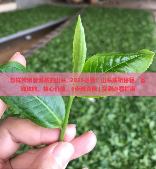 怎样辨别普洱茶的山头