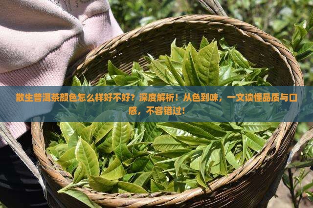 散生普洱茶颜色怎么样好不好
