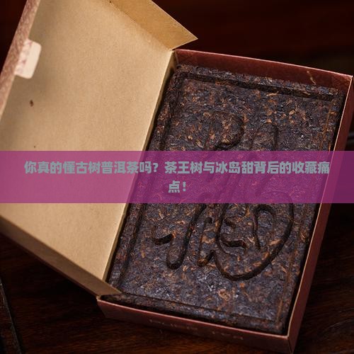 漫游古树普洱茶