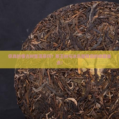漫游古树普洱茶