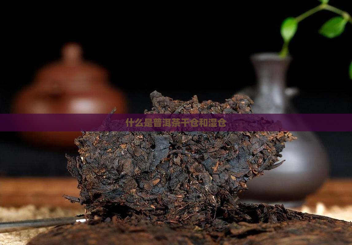 什么是普洱茶干仓和湿仓