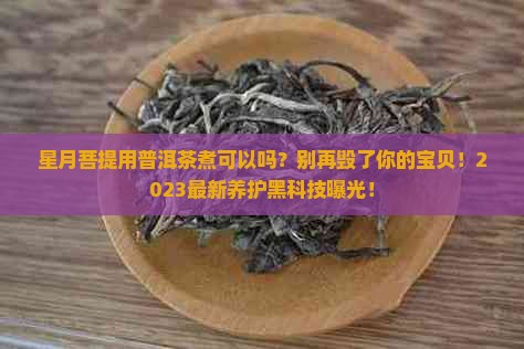 星月菩提用普洱茶煮可以吗