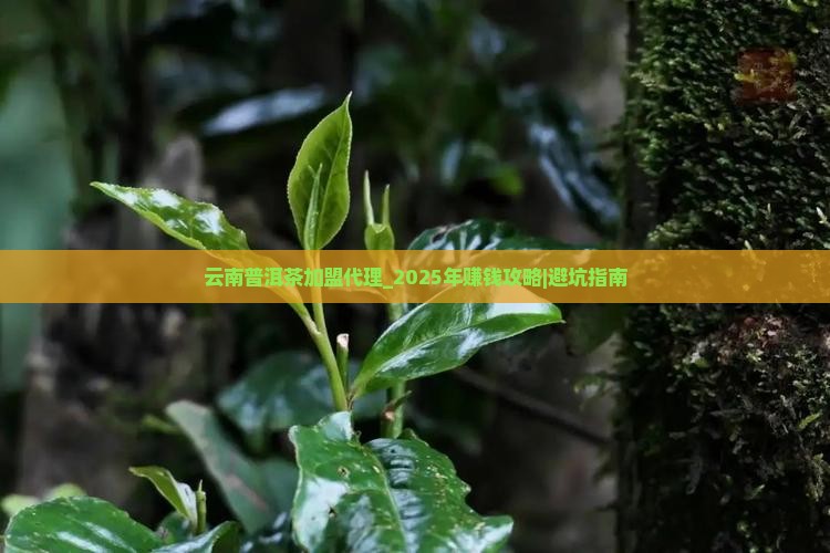 云南普洱茶加盟代理