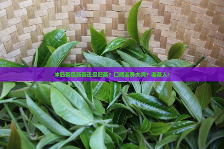 冰岛茶是新茶旧茶口感
