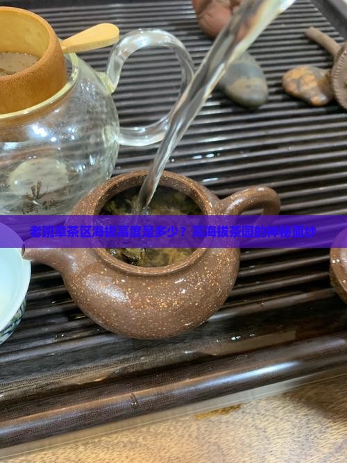 老班章茶区海拔高度