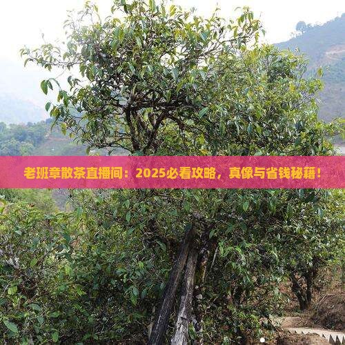 老班章散茶直播间
