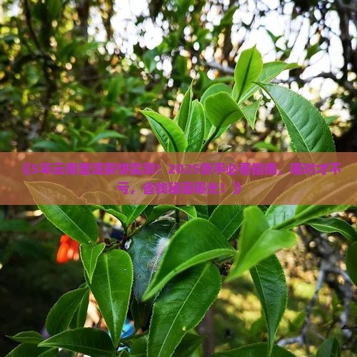 5年云南普洱茶饼 5年云南普洱茶饼