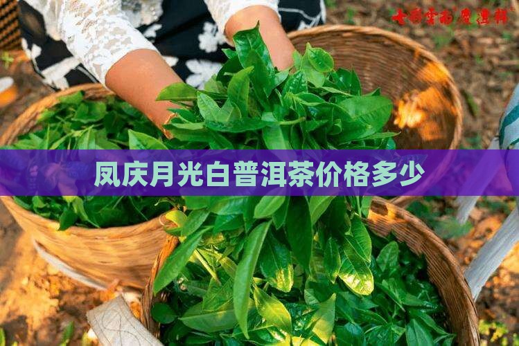 凤庆月光白普洱茶