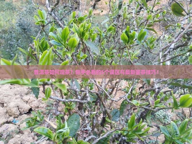 普洱茶如何观茶