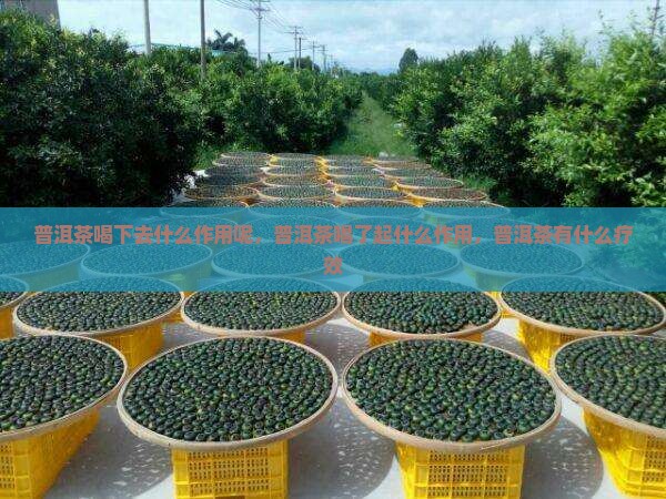 普洱茶喝下去什么作用呢