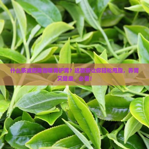 什么茶减肥降脂暖胃护胃