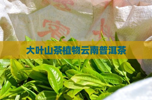 大叶茶种普洱茶