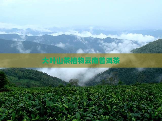 大叶茶种普洱茶