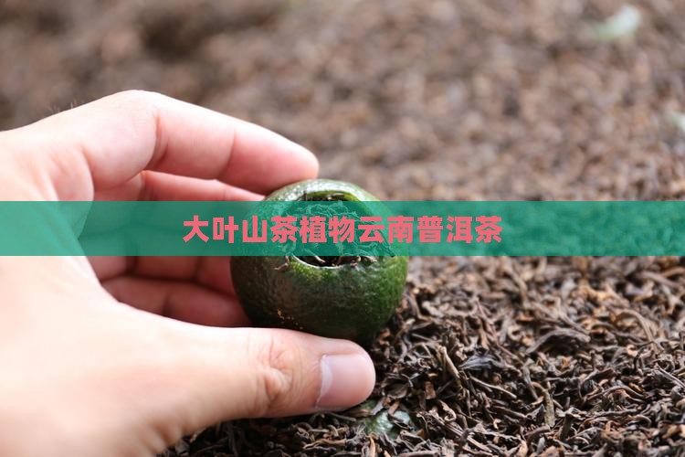 大叶茶种普洱茶