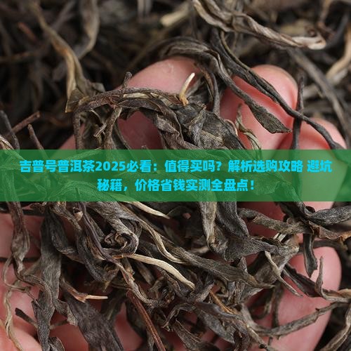 吉普号普洱茶可以买吗