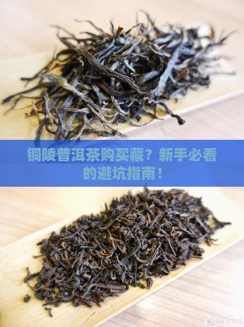 铜陵普洱茶购买藏