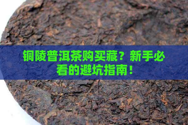 铜陵普洱茶购买藏