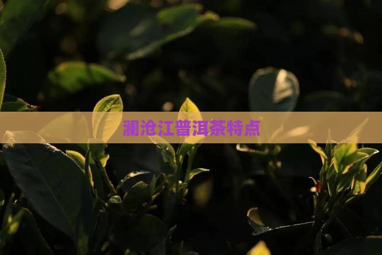 澜沧江普洱茶特点