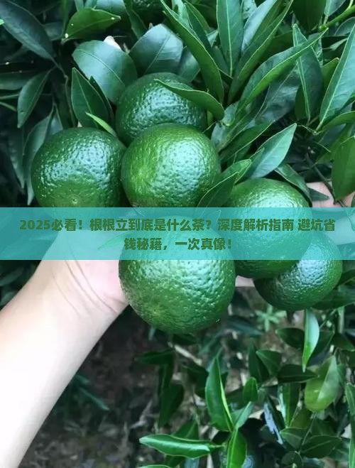 根根立是什么茶