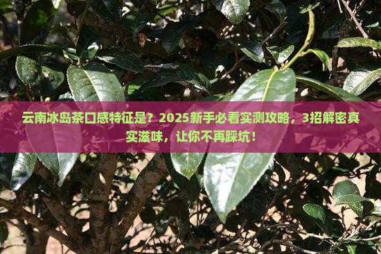云南冰岛茶的口感特征是
