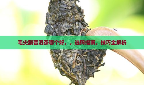 毛尖跟普洱茶哪个好