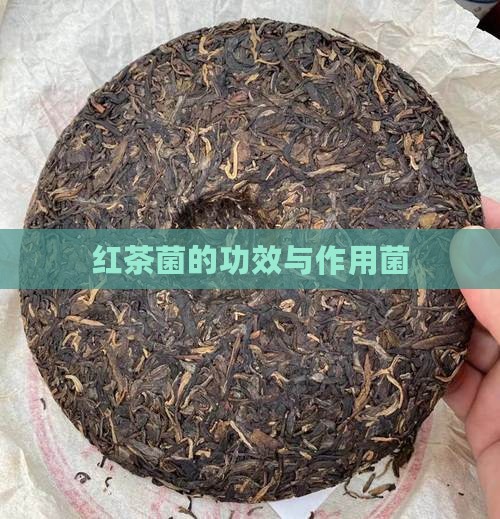 红茶菌的功效与作用菌