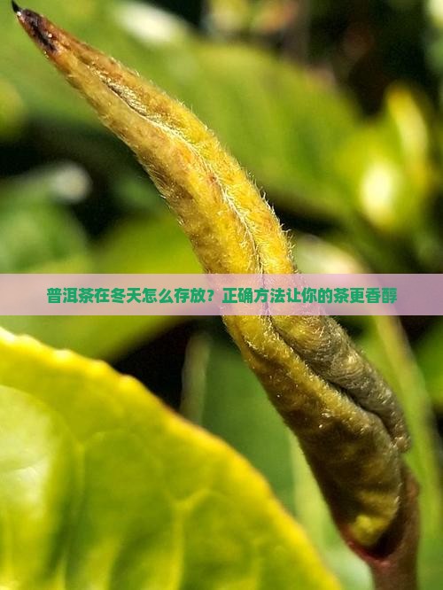 普洱茶在冬天怎么存放