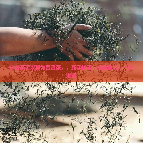 什么茶可以称为普洱茶