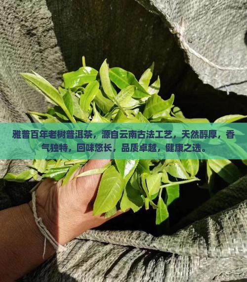 雅普百年老树普洱茶