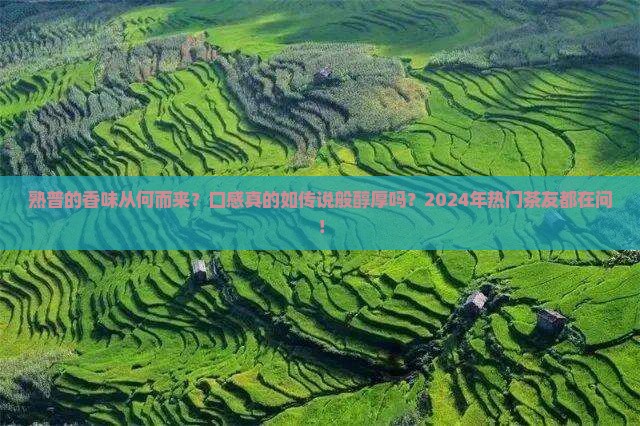 熟普的香味熟普香气口感