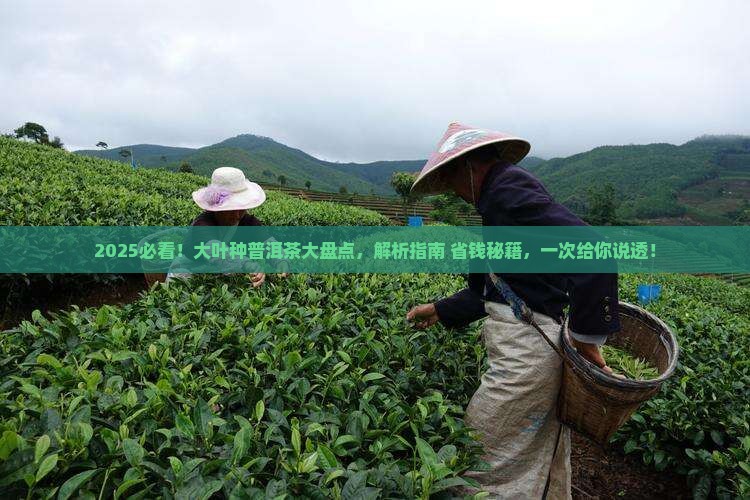 大叶种普洱茶有哪些 大叶种普洱茶有哪些