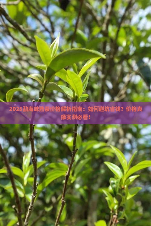勐海味熟茶价格