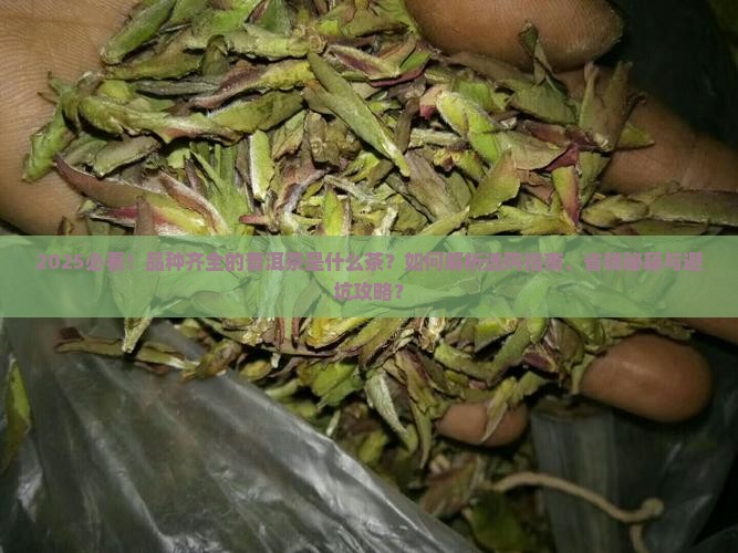 品种齐全的普洱茶是什么茶