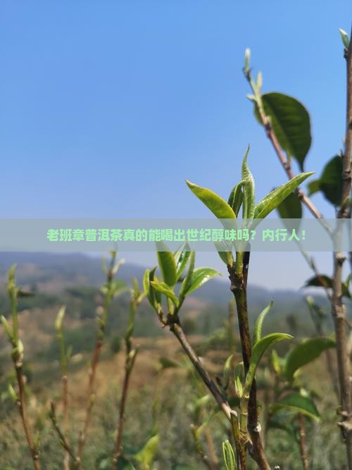 老班章普洱茶世纪醇味