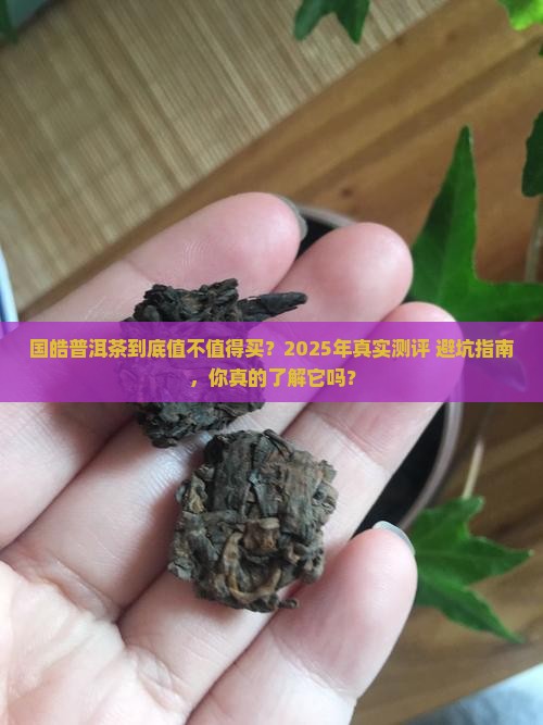 国皓普洱茶到底好不好
