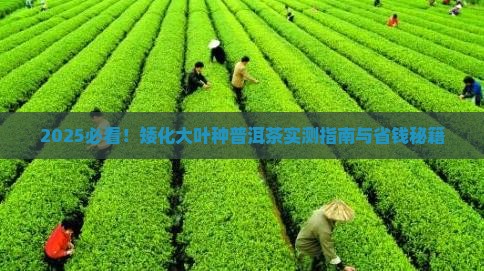 矮化大叶种普洱茶