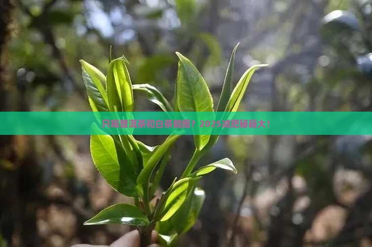 只喝普洱茶和白茶能减肥吗