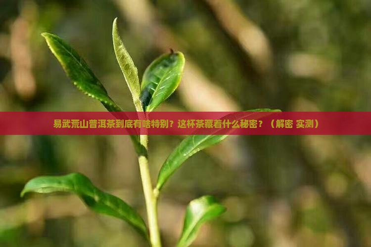 易武荒山普洱茶特点
