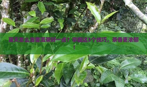 夏天怎么泡普洱茶好一点