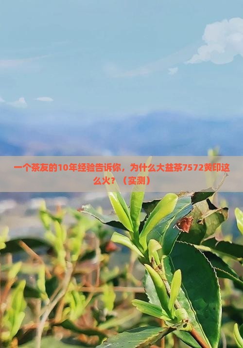 大益茶7572黄印