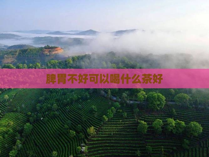脾胃不好可以喝什么茶好