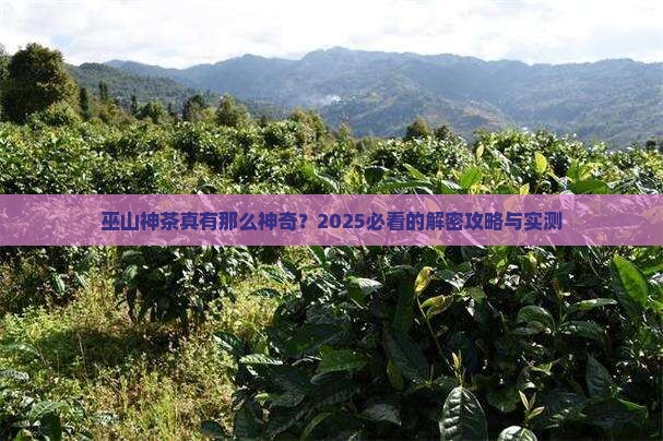 巫山神茶的作用