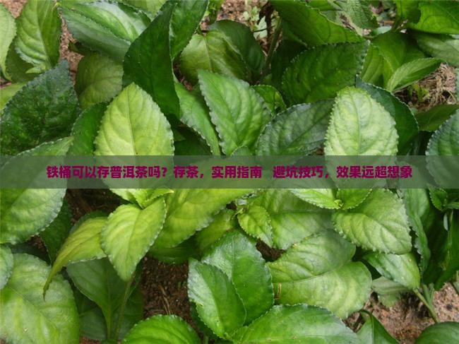 铁桶可以存普洱茶吗