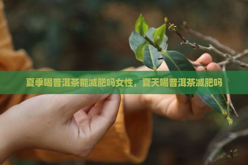 夏季喝普洱茶能减肥吗女性