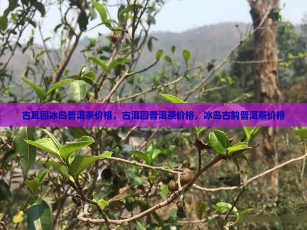 古耳园冰岛普洱茶价格