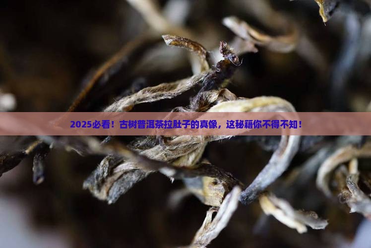 为什么喝古树普洱茶拉肚子